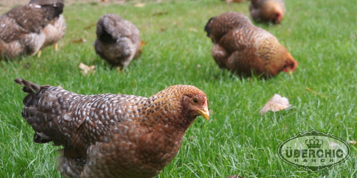 Juvenile Chickens for sale